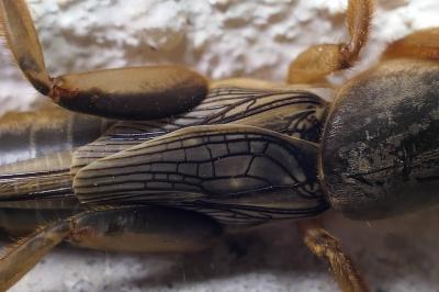 Gryllotalpa gryllotalpa