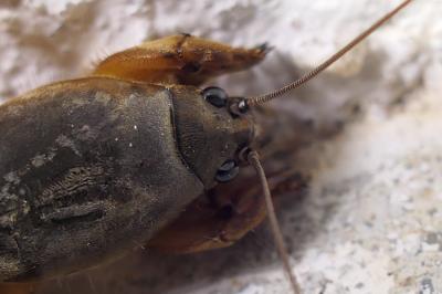 Gryllotalpa gryllotalpa