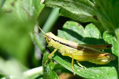 Mecostethus parapleurus