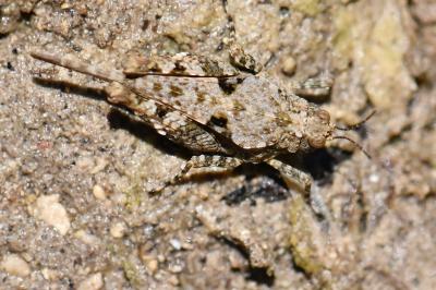 Tetrix ceperoi