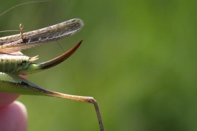 Platycleis affinis