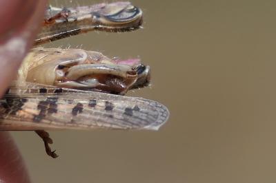 Calliptamus italicus