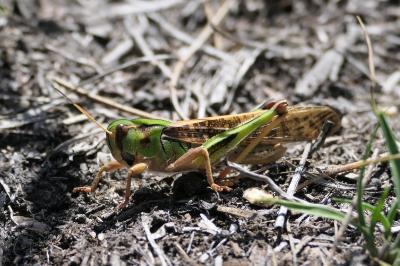 Locusta migratoria