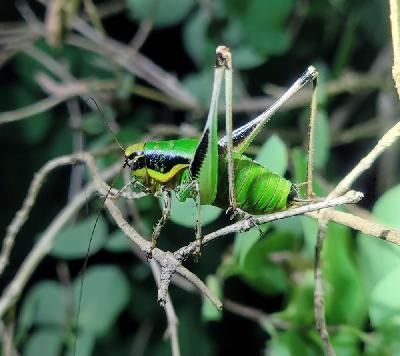 Eupholidoptera chabrieri