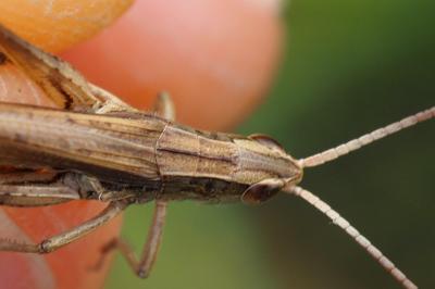 Chorthippus albomarginatus