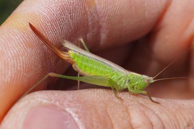 Conocephalus fuscus