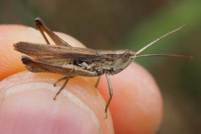 Chorthippus albomarginatus