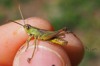 Pseudochorthippus parallelus