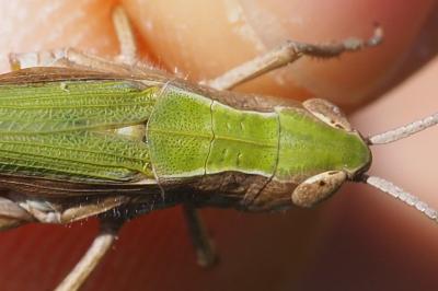 Chorthippus dorsatus