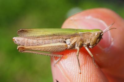 Chorthippus dorsatus
