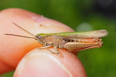 Chorthippus dorsatus