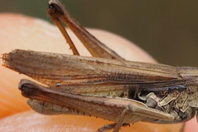 Chorthippus albomarginatus