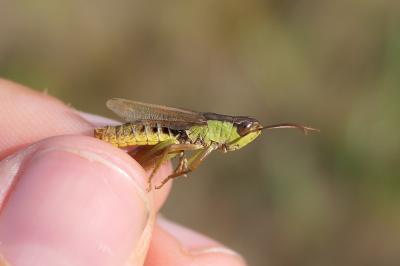 Pseudochorthippus parallelus