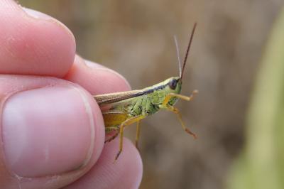 Mecostethus parapleurus