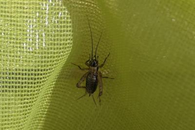 Nemobius sylvestris