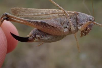 Platycleis albopunctata