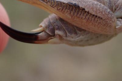 Platycleis albopunctata
