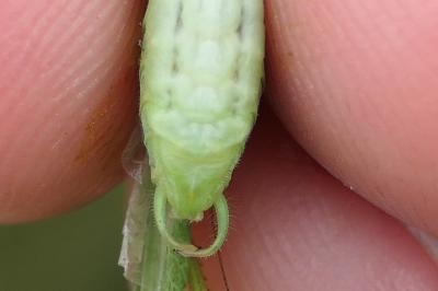 Phaneroptera nana
