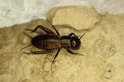 Gryllus campestris