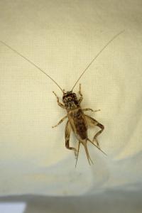 Eumodicogryllus bordigalensis