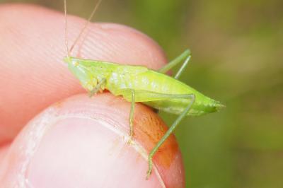 Ruspolia nitidula