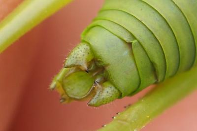 Uromenus rugosicollis