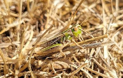 Stenobothrus stigmaticus