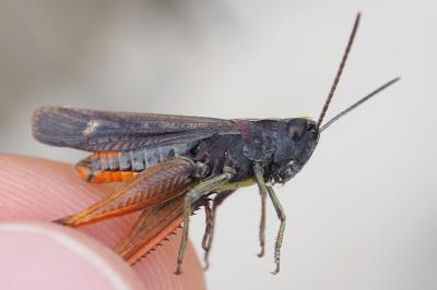 Omocestus rufipes