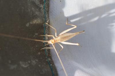 Oecanthus pellucens