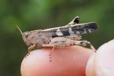 Aiolopus strepens