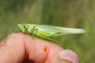 Ruspolia nitidula