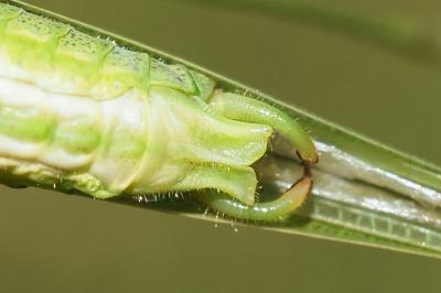 Phaneroptera falcata