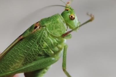 Phaneroptera nana