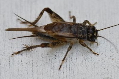 Eumodicogryllus bordigalensis