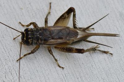 Eumodicogryllus bordigalensis