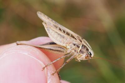 Tessellana tessellata