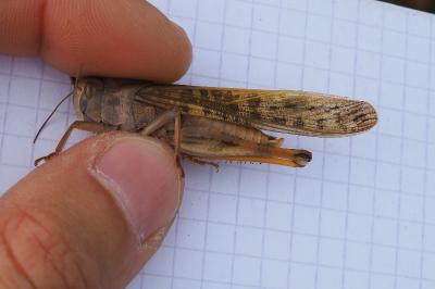 Locusta migratoria