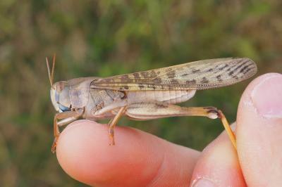 Locusta migratoria