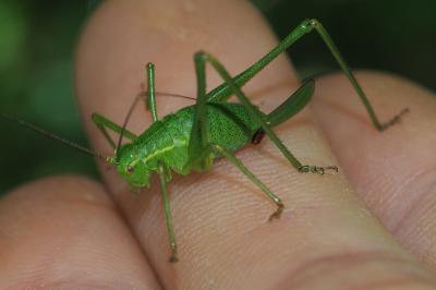 Leptophyes punctatissima