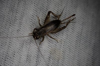 Eumodicogryllus bordigalensis