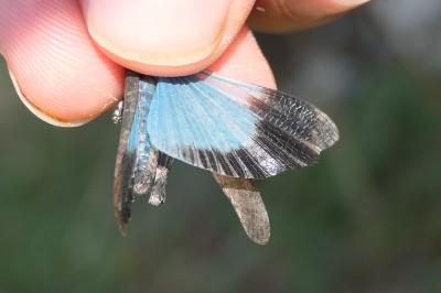 Oedipoda coerulea