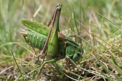 Decticus verrucivorus