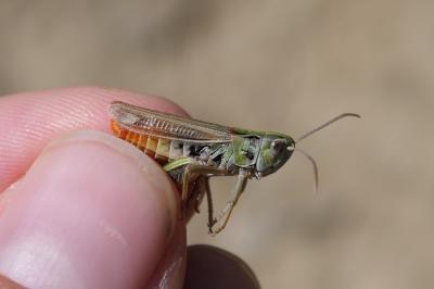 Stenobothrus nigromaculatus