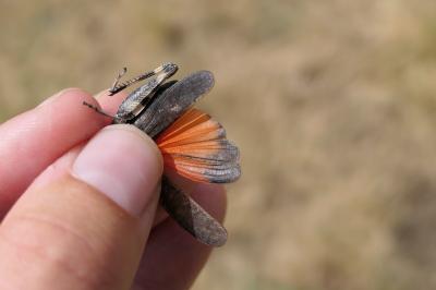 Psophus stridulus