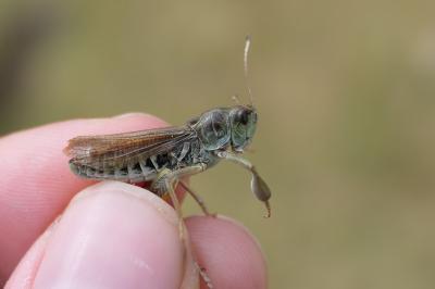 Gomphocerus sibiricus