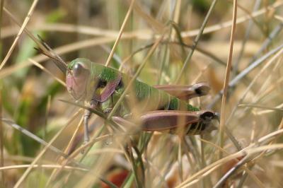 Cophopodisma pyrenaea