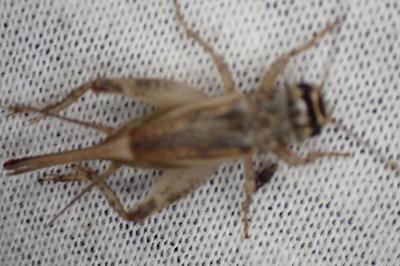 Eumodicogryllus bordigalensis