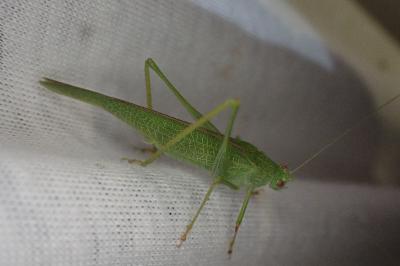 Phaneroptera nana