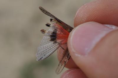 Acrotylus insubricus insubricus