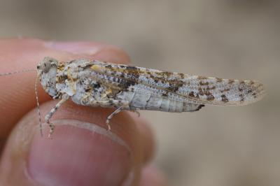 Sphingonotus caerulans